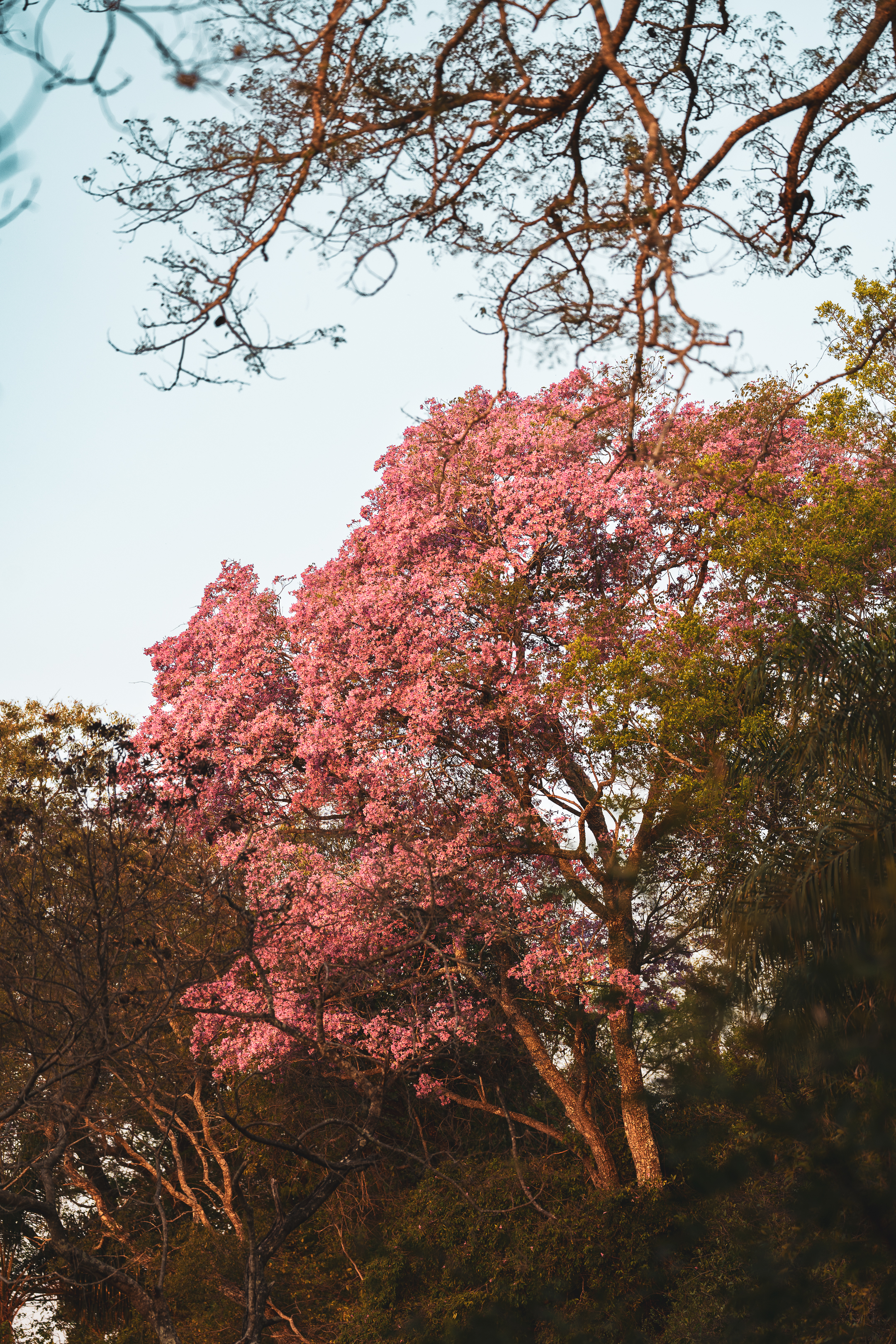 Timbó — naturaleza